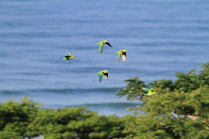 Santa Teresa Surf Vista Playa Santa Teresa (Puntarenas)